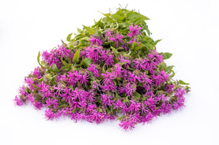 Monarda Pink Suprême, Loukykvět