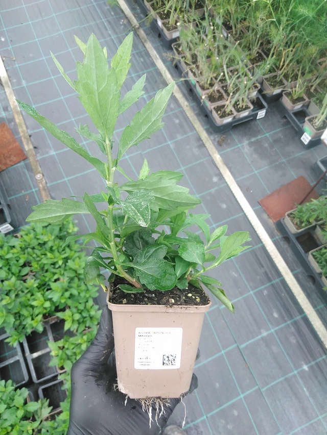 Aster japonés Madiva - 4. 8. 2025