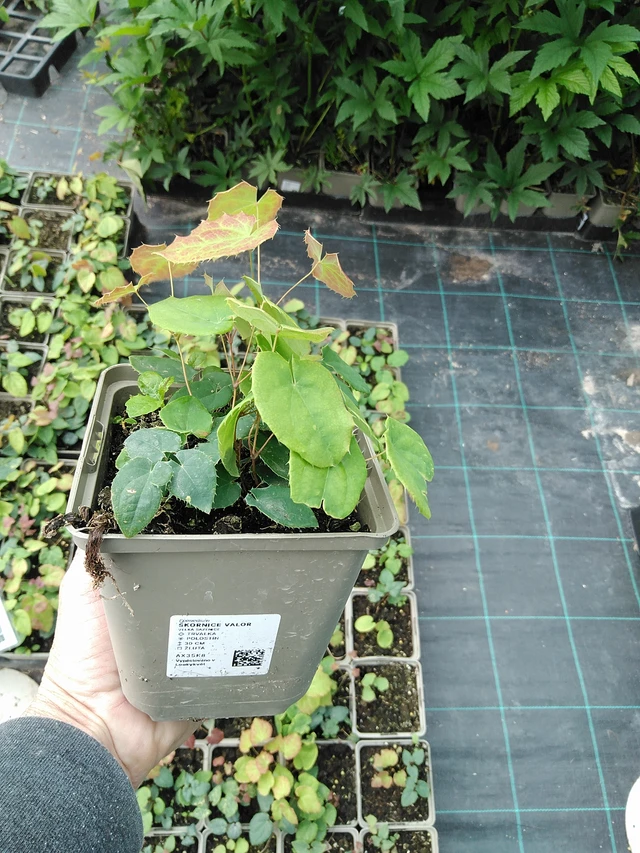 Barrenwort Valor - 9. 6. 2025