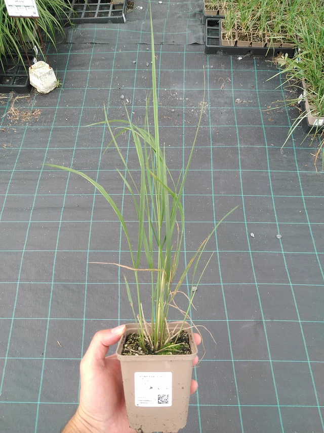 Třtina Karl Förster - 29. 7. 2025