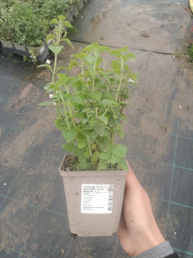 Myskimalva Menthe - 10. 10. 2025