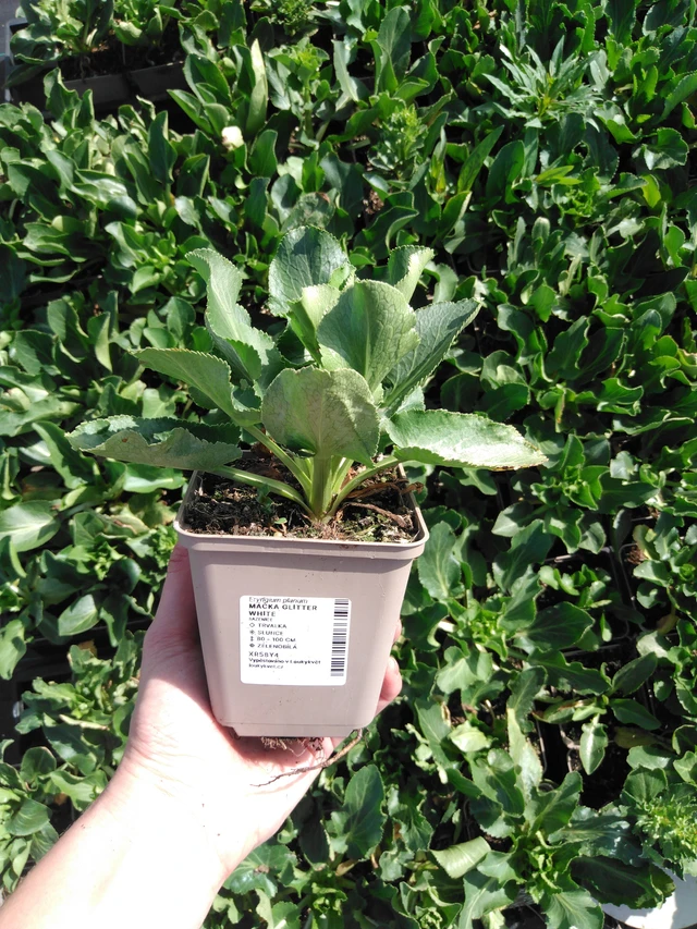 Sinipiikkiputki Glitter White - 2024