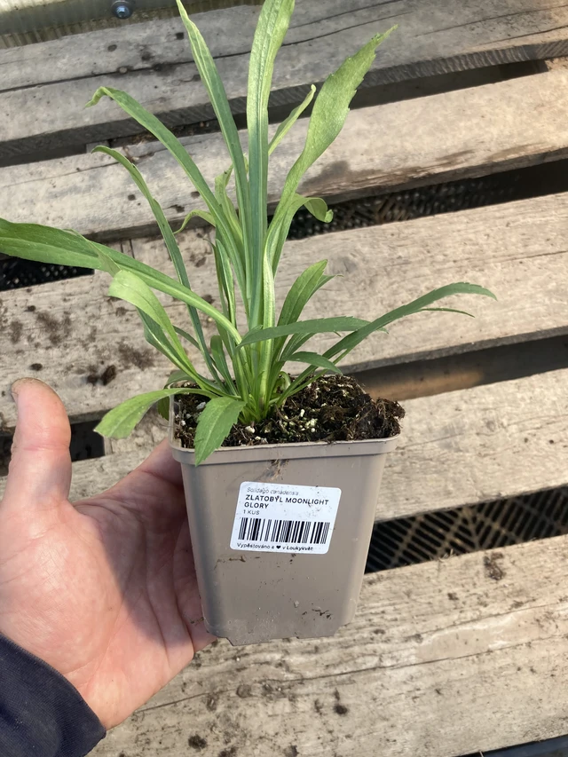 Zlatobýl Moonlight Glory - 2024