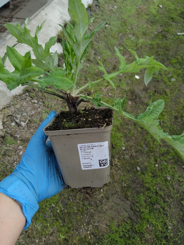 Pallo-ohdake banátský Blue Glow - 10. 9. 2025