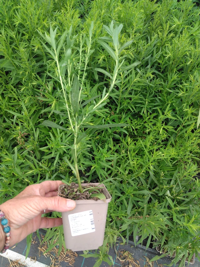 Goldenrod Solar Glory - 2024