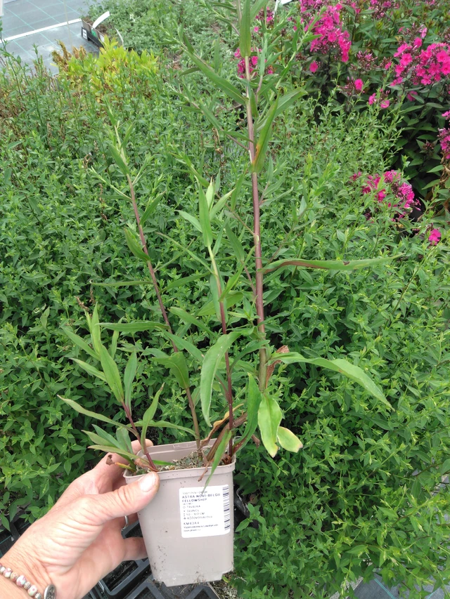 New York Aster Fellowship - 2024