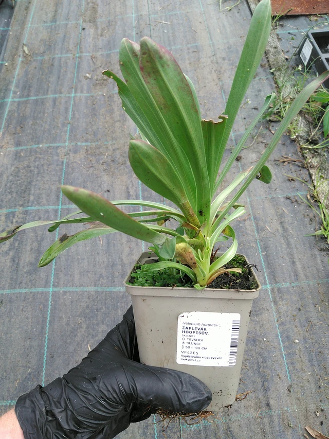 Helenium hoopesii - 10. 9. 2025