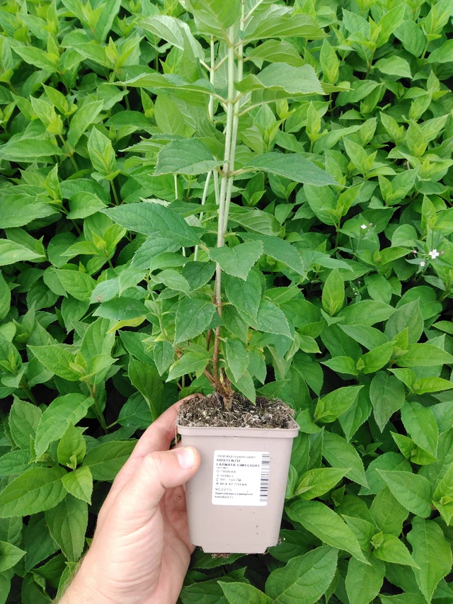 Panicle Hydrangea Limelight - 2024