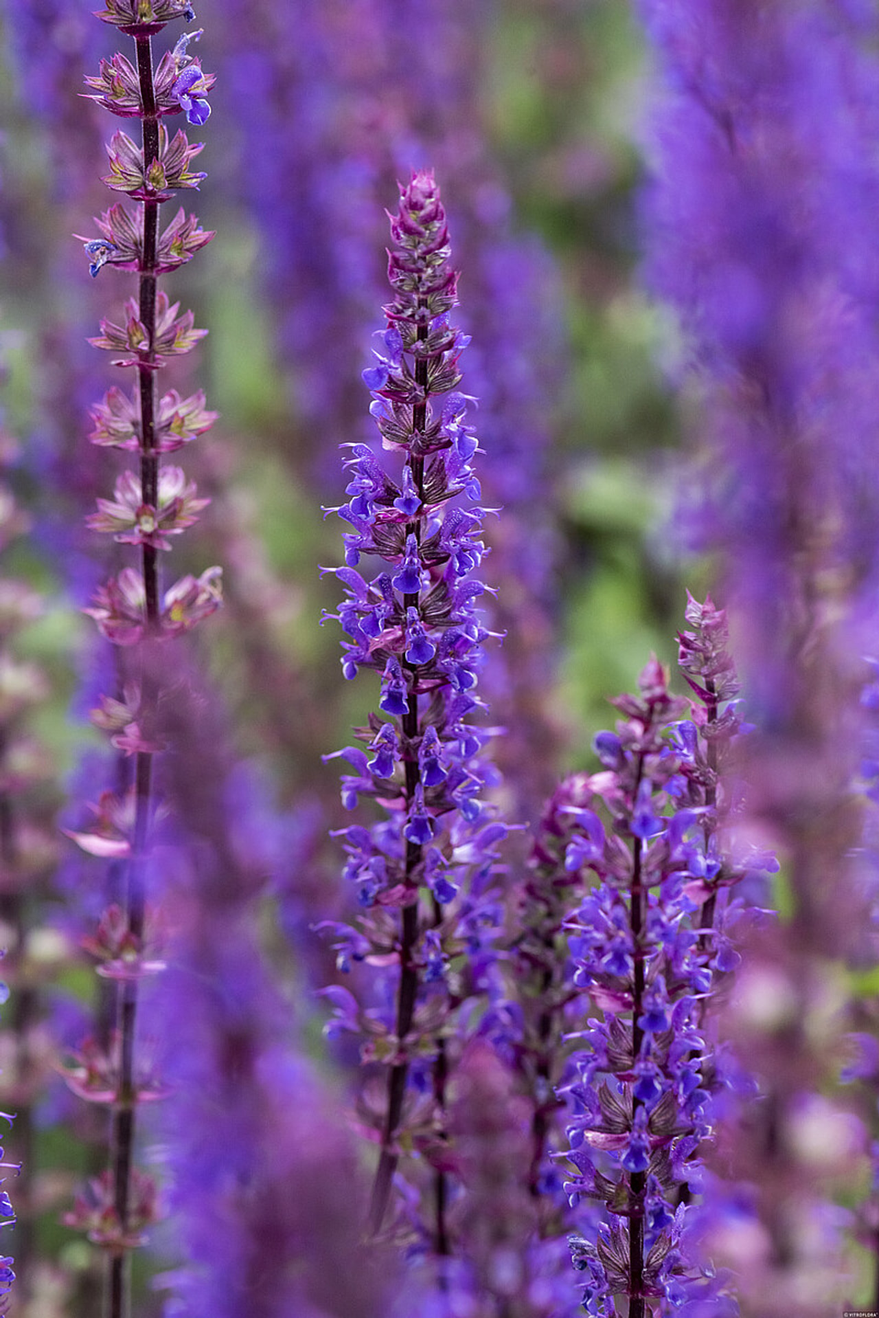 Šalvěj hajní Caradonna, Loukykvět