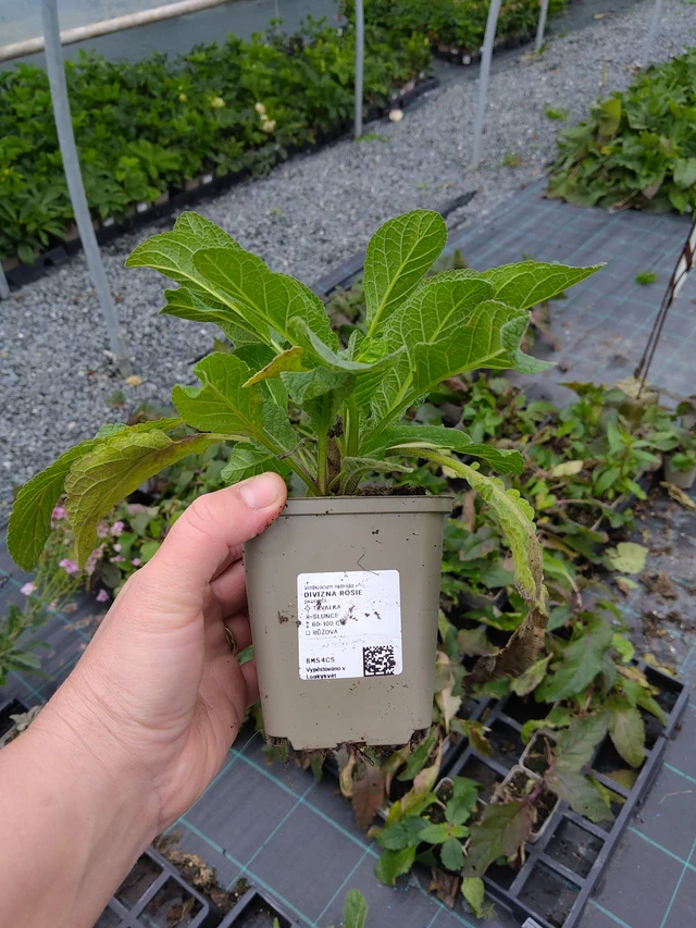 Gordolobo Rosie - 10. 10. 2025