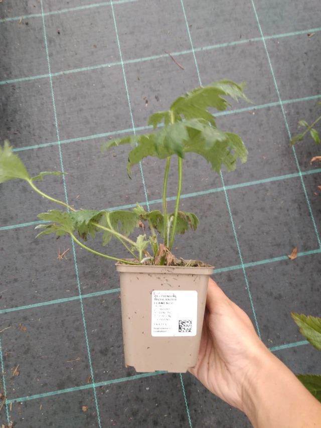 Delphinium Highlander Flamenco - 10. 9. 2025