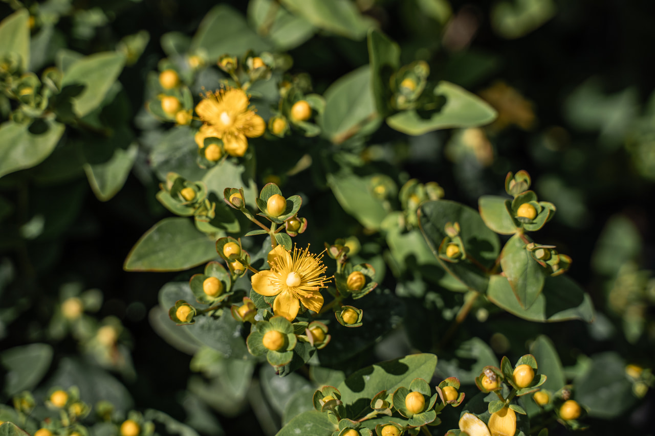 Třezalka Globo Champagne, Loukykvět