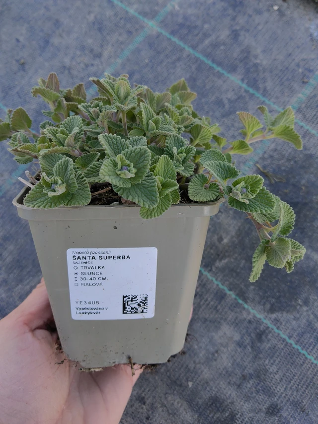 Macskamenta Superba - 27. 3. 2026