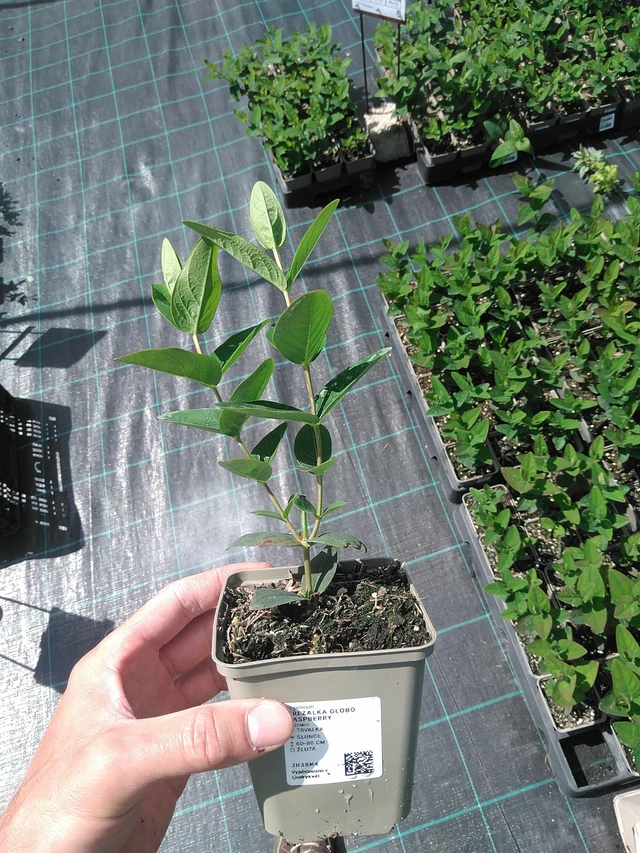 Hierba de San Juan Globo Raspberry - 24. 6. 2025