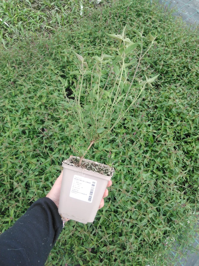 Iisoppi Linda - 2024