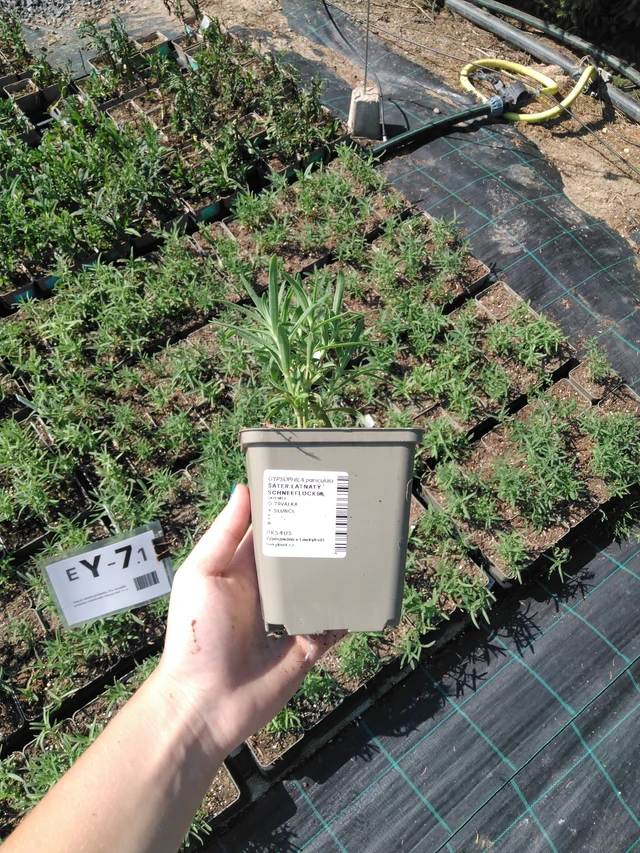 Morsiusharso Schneeflocke (Snowflake) - 2024