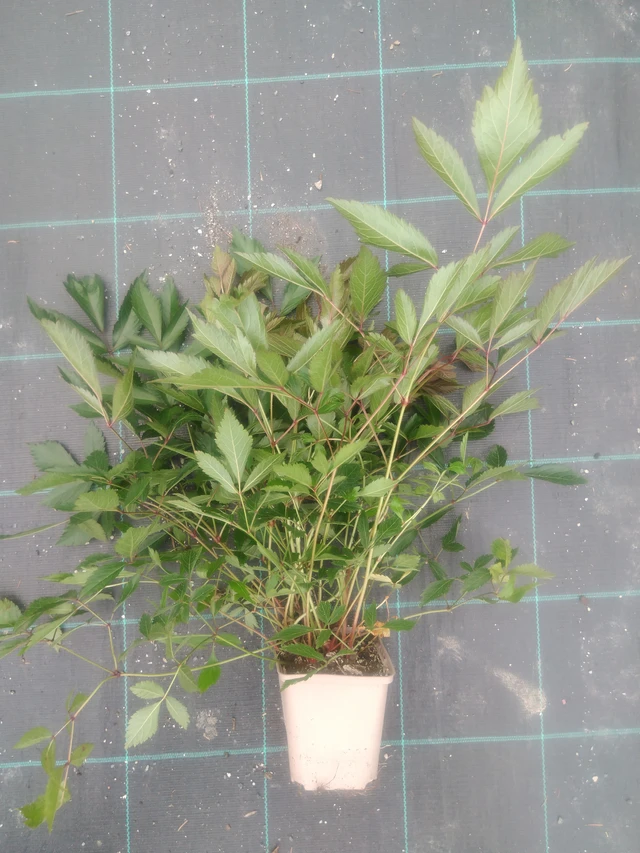 Astilbe Erika - 2024