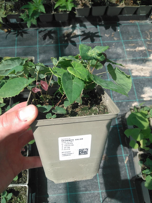 Barrenwort Valor - 24. 6. 2025