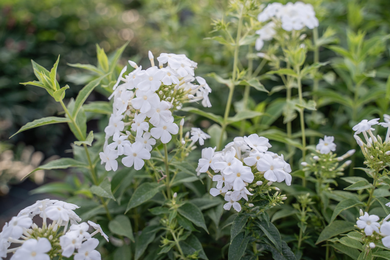 Lángvirág White Clouds, Loukykvět