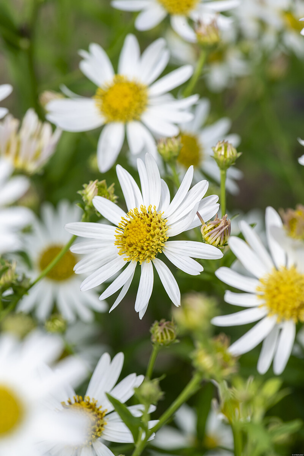 Astra japonská Alba, Loukykvět