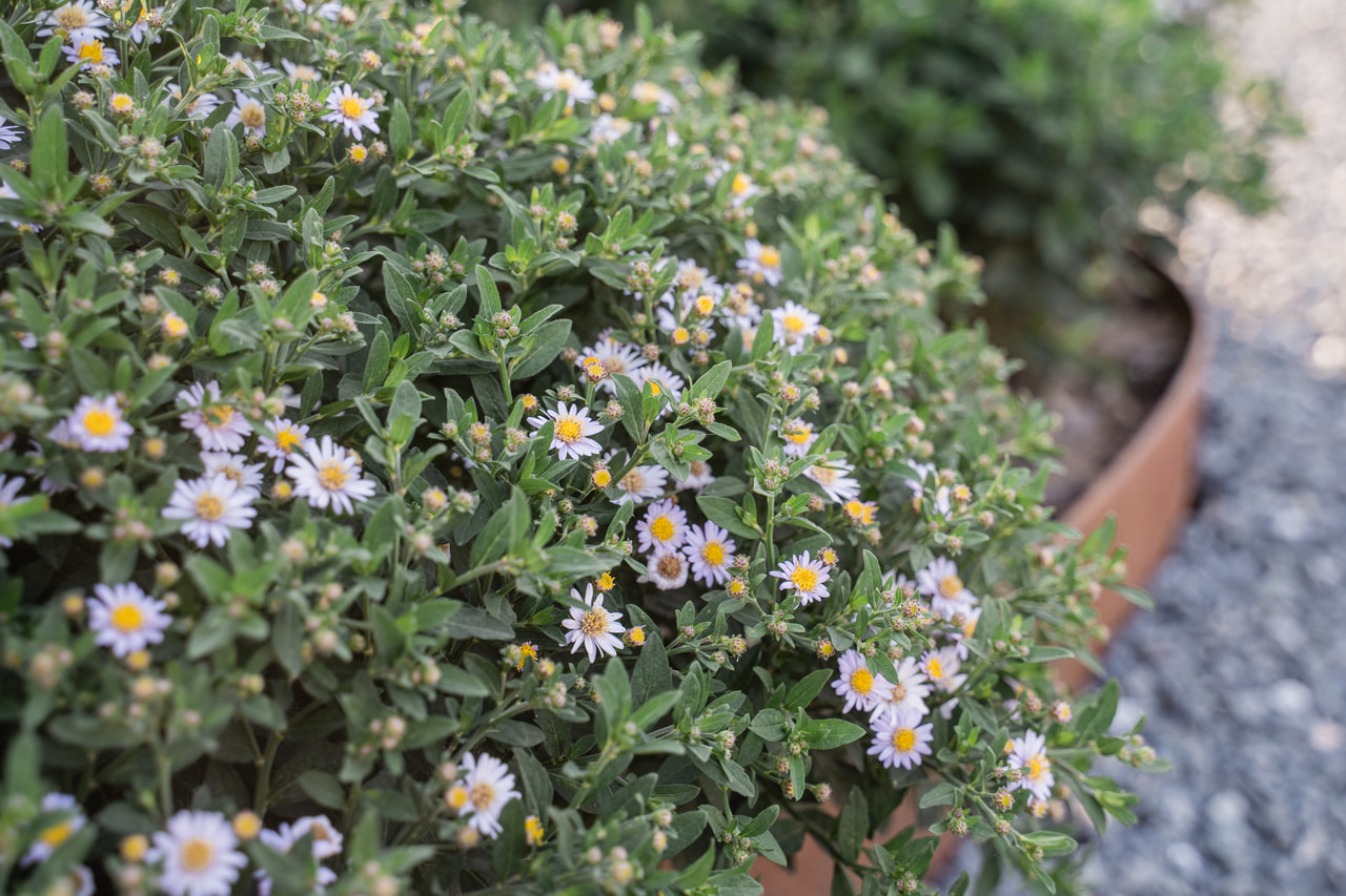 Astra ageratoides Stardust, Loukykvět