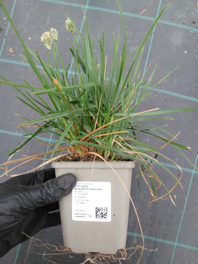 Hosszúszárú nyúlfarkfű - 1. 4. 2026