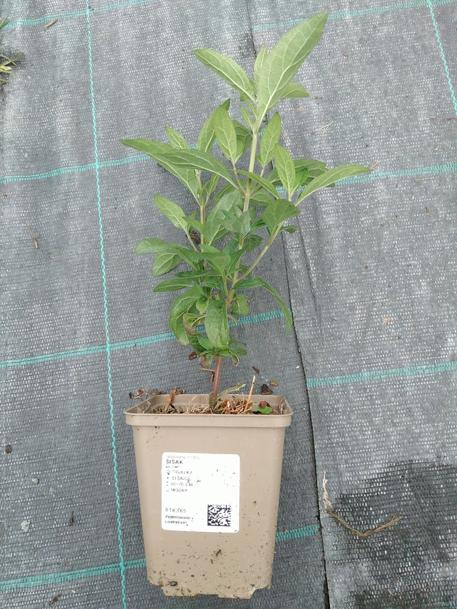 Šišák - 10. 9. 2025