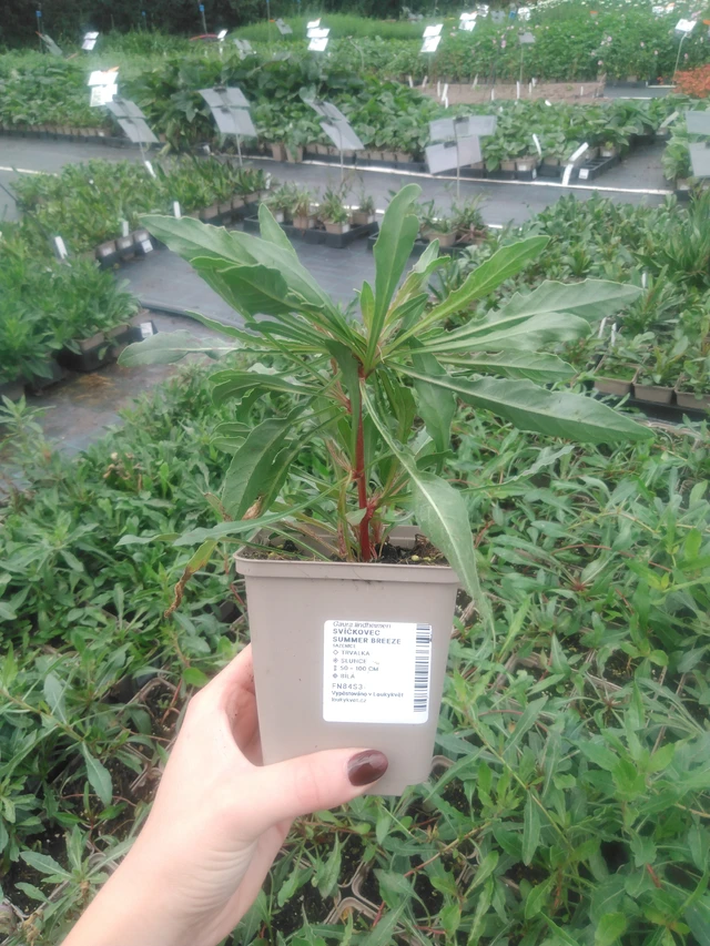 Kiiltomalva Summer Breeze - 2024