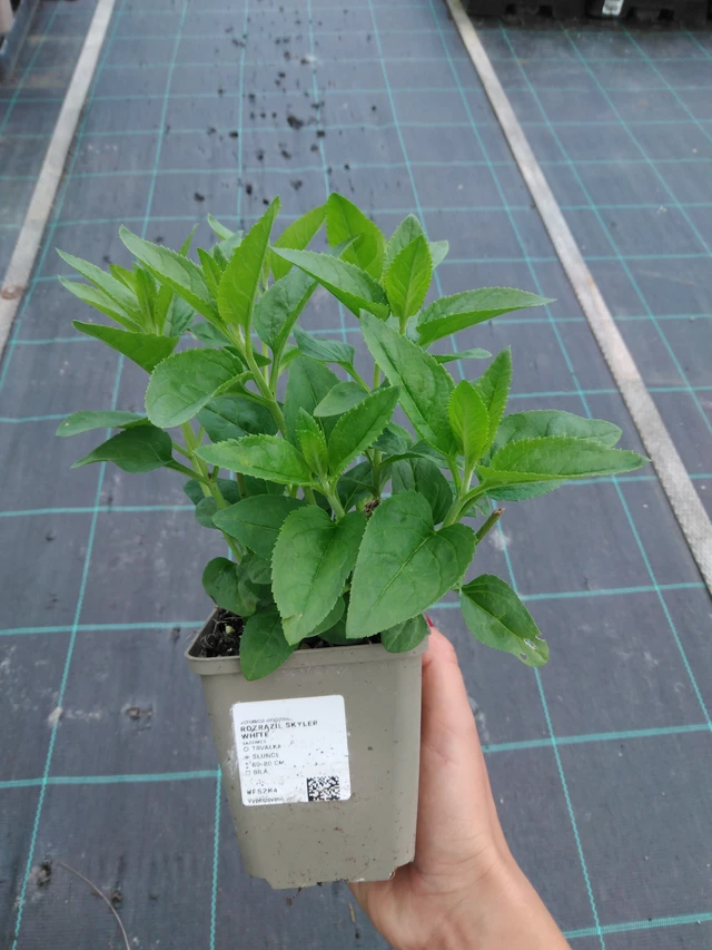 Veronika Skyler White - 11. 9. 2025