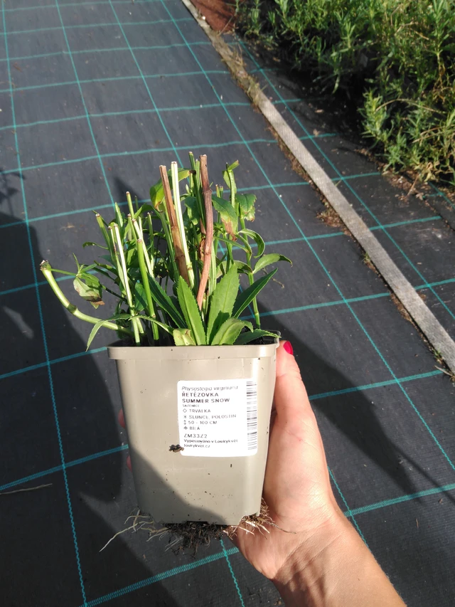 Lythrum Summer Snow - 11. 9. 2025