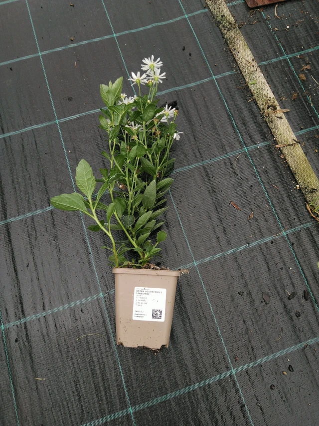 Aster ageratoides Starshine - 10. 9. 2025