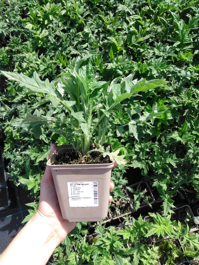 Pallo-ohdake modrý - 2024