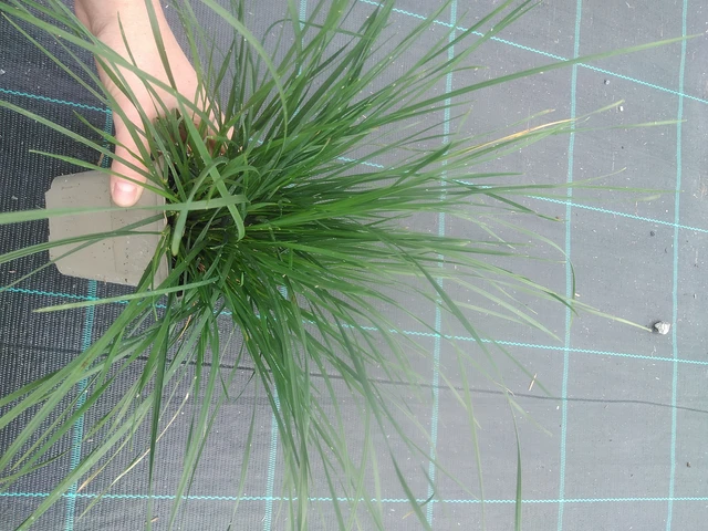 Metlice trsnatá Palava - 17. 7. 2025