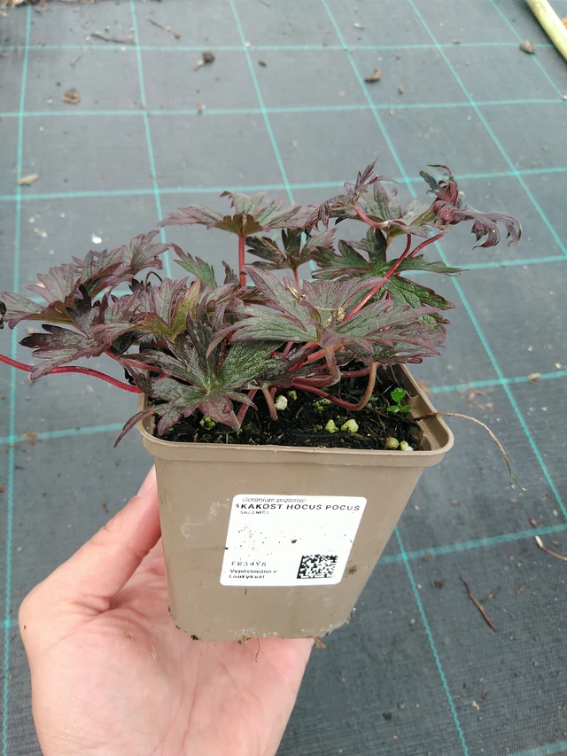 Kakost Hocus Pocus - 21. 8. 2025