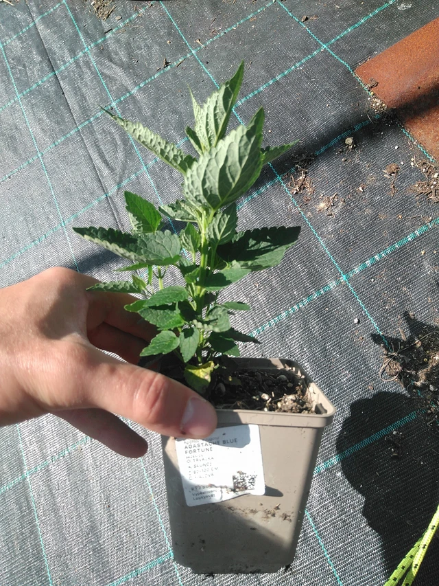 Iisoppi Blue Fortune - 24. 6. 2025