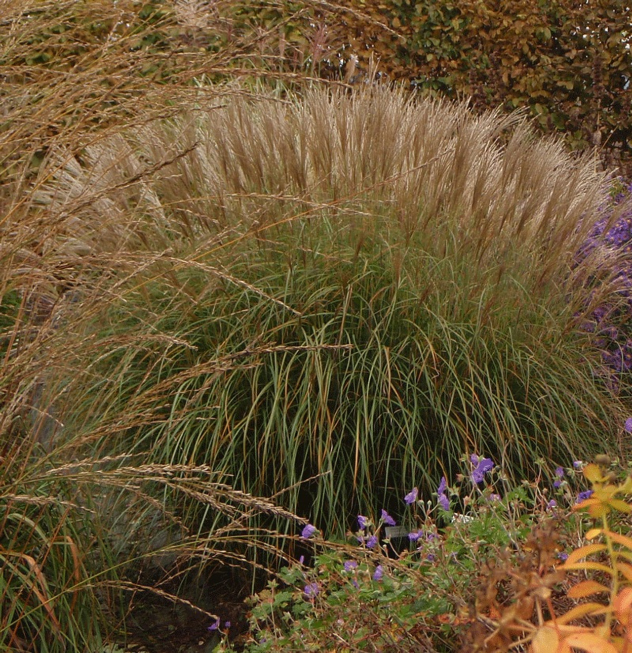 Ozdobnice Yakushima Dwarf, Loukykvět