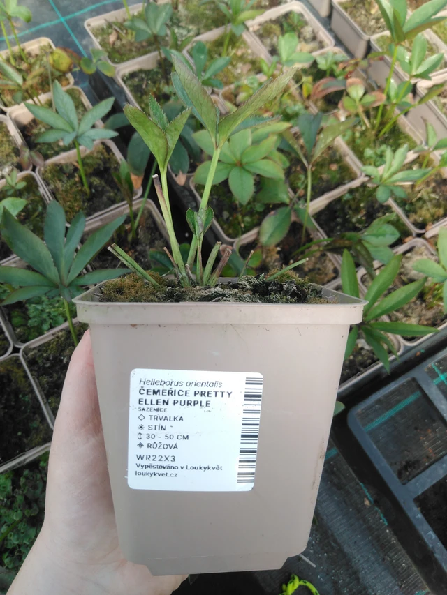 Eléboro Pretty Ellen Purple - 3. 4. 2025