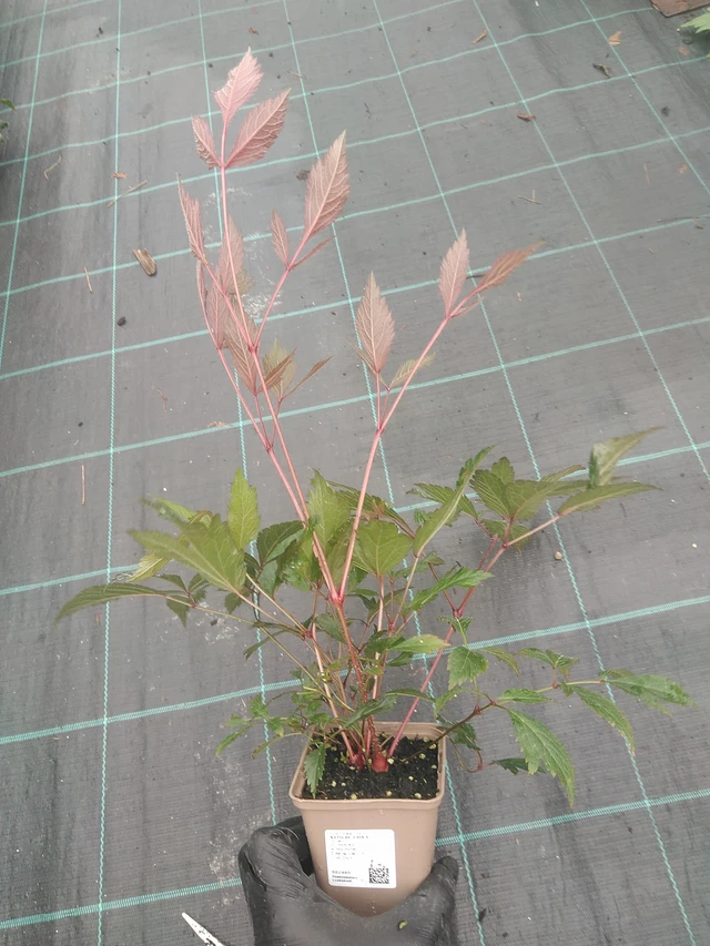 Astilbe Erika - 4. 8. 2025