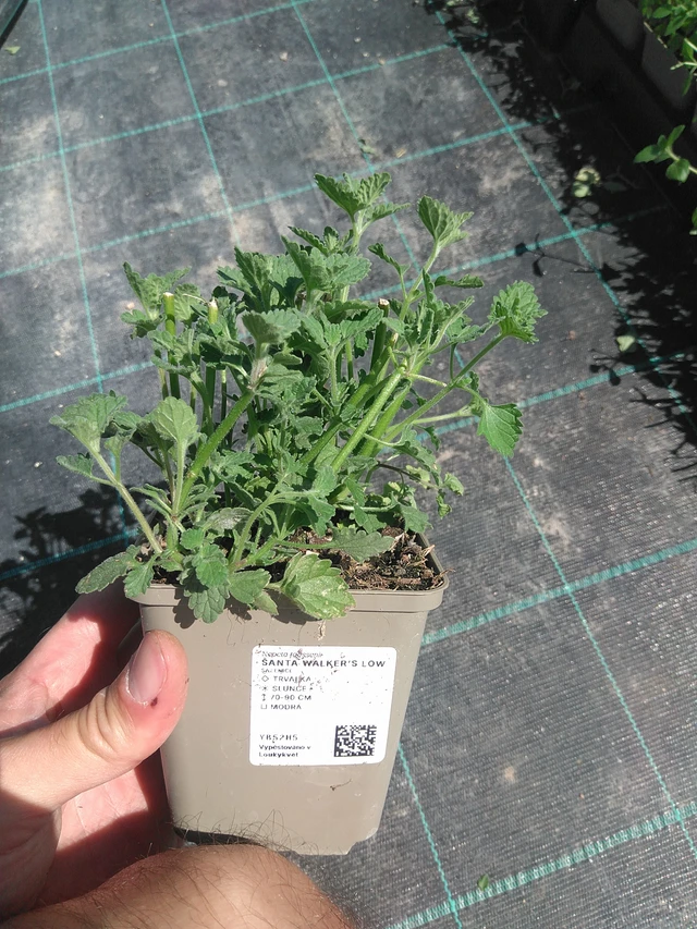 Hierba gatera Walker’s Low - 24. 6. 2025