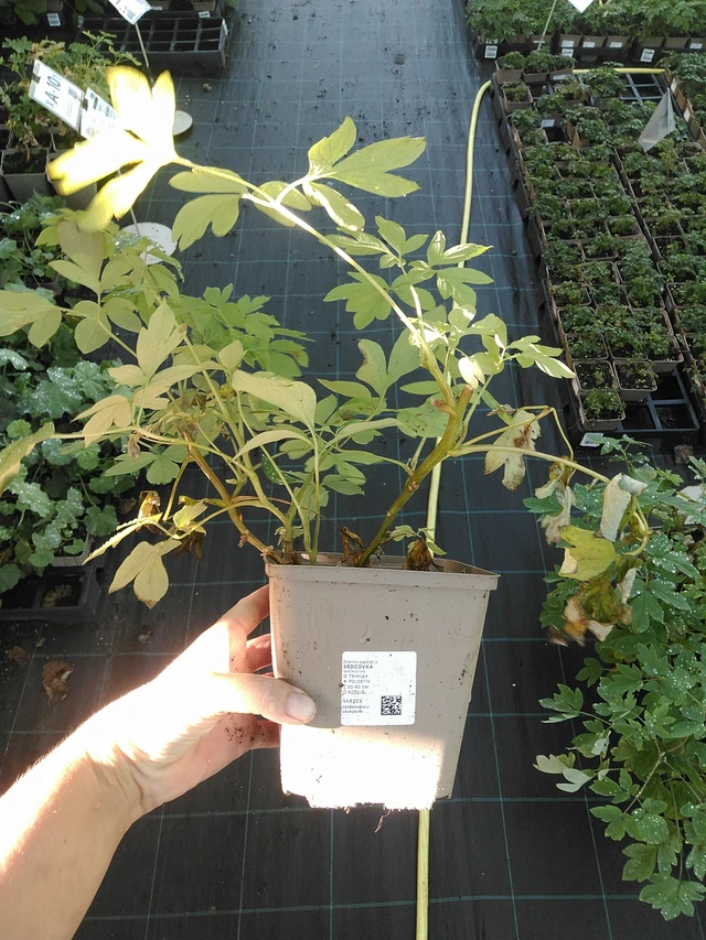 Pikkusydän - 19. 8. 2025