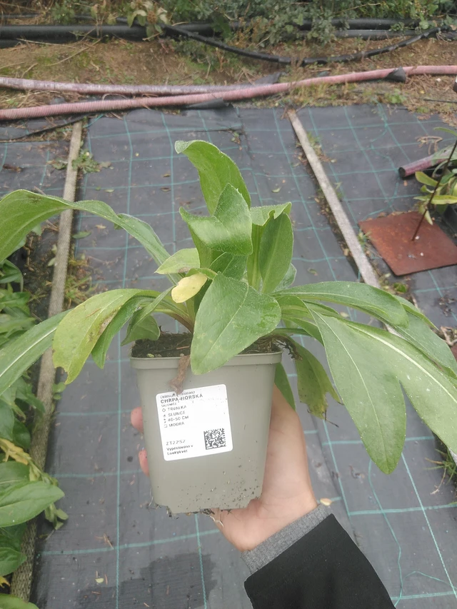 Aciano de montaña - 10. 10. 2025