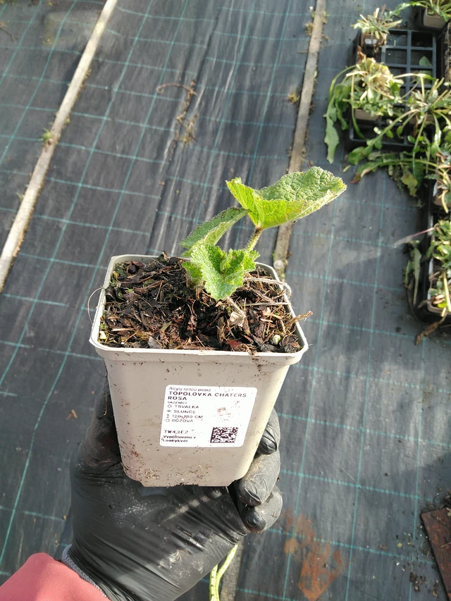 Malva Chaters Rosa - 31. 10. 2025