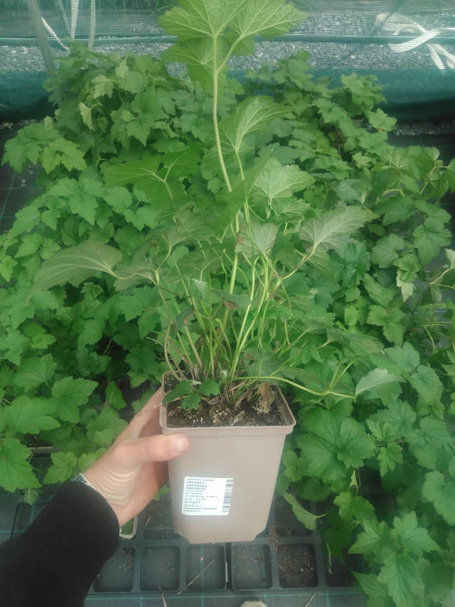 Sasanka japonská Serenade - 2024