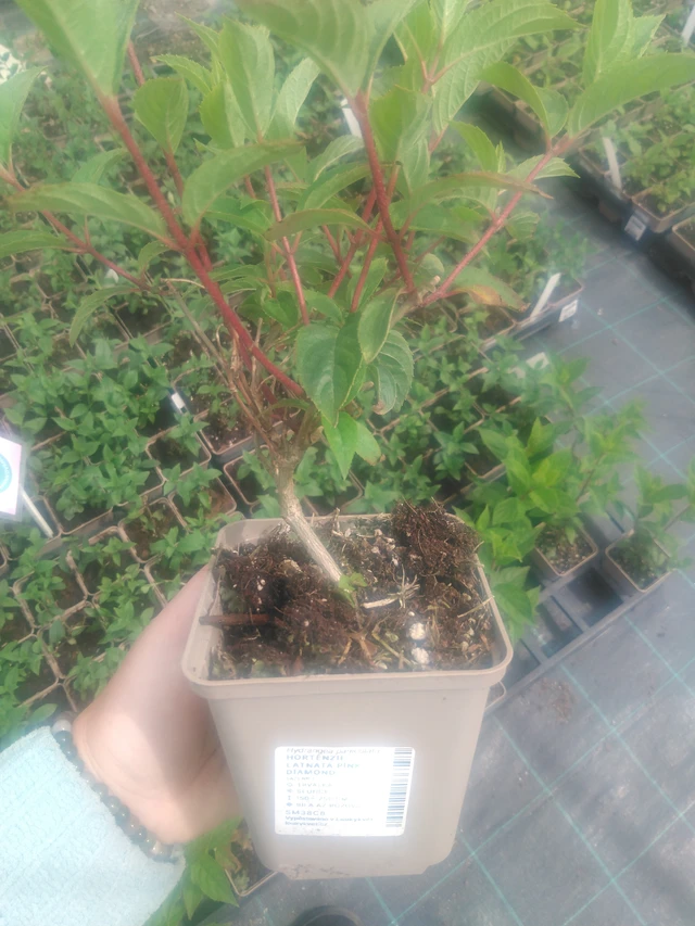 Hortensia Pink Diamond - 2024