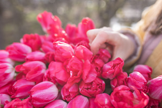 Tulipán Up Pink, Loukykvět