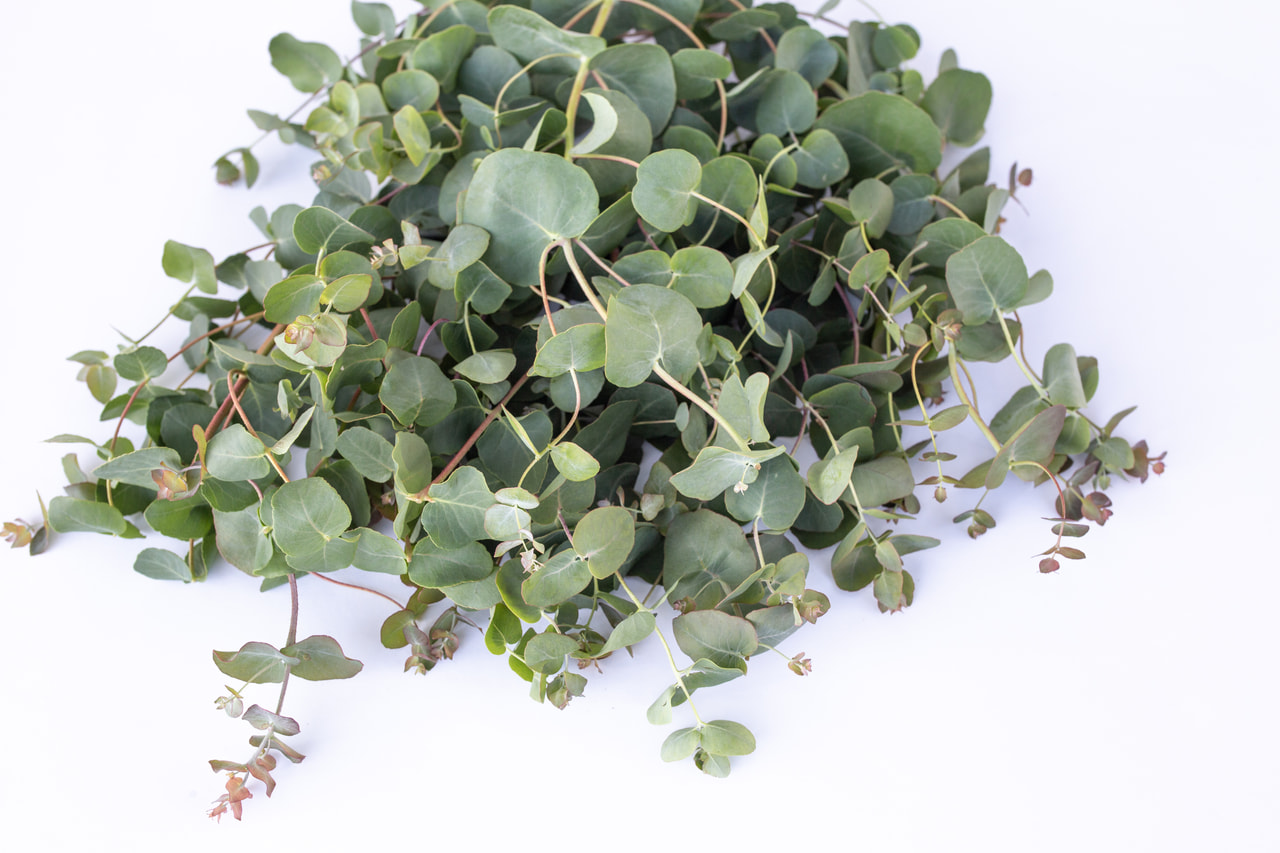 Eukalyptus Small Leaved Gum, Loukykvět