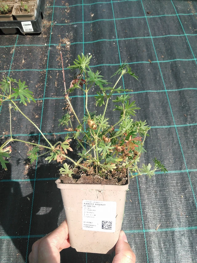 Verikurjenpolvi krvavý Elsbeth - 24. 6. 2025