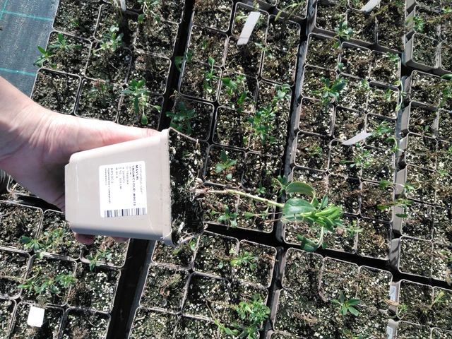 Baby's Breath Snowcloud White - 2024