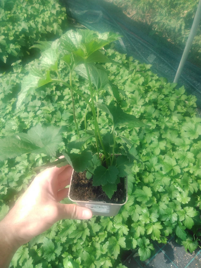 Sasanka plstnatá Septemberglanz - 2024