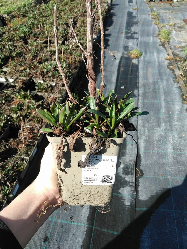 Margaréta Polaris - 7. 4. 2026